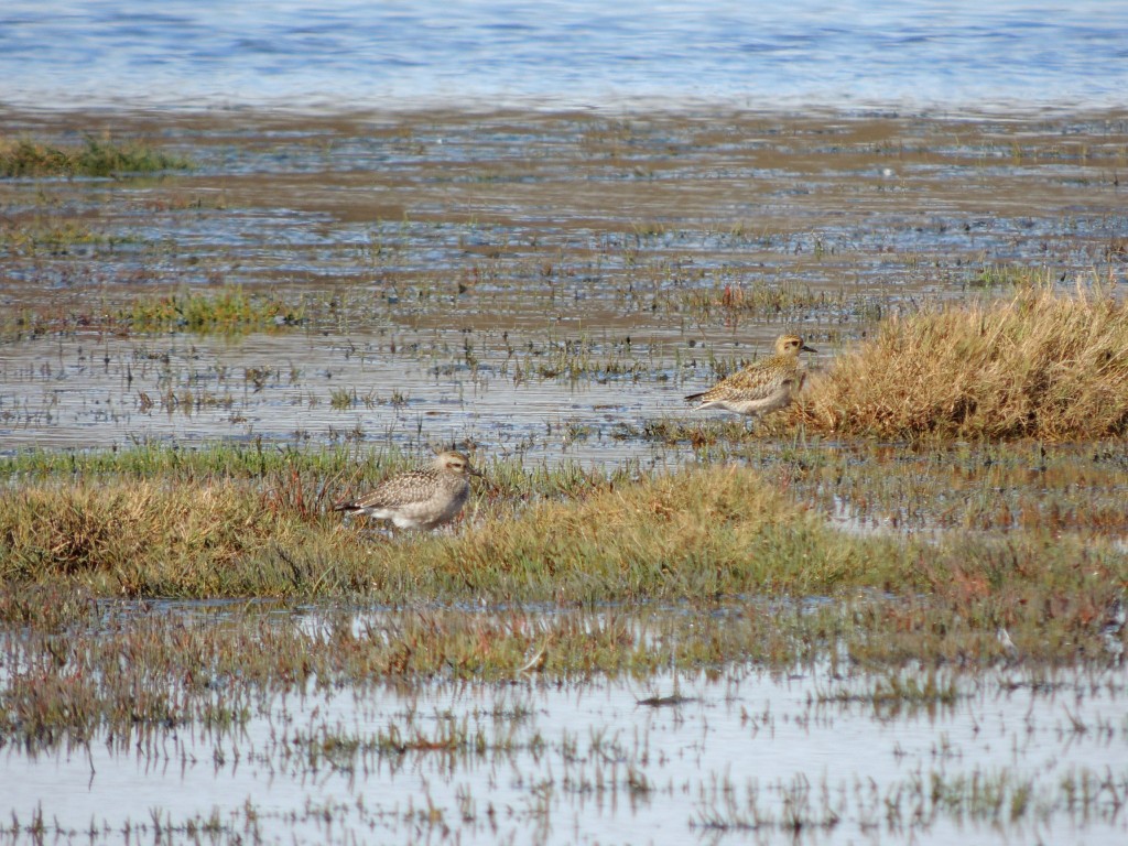 2 Golden Plovers at the Game Range