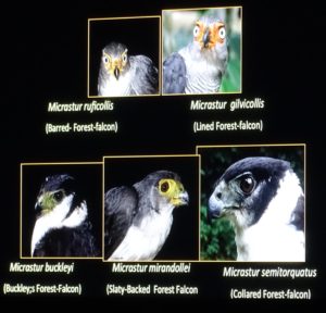 The 5 species of Forest-falcons in the Madre de Dio region of Peru.
