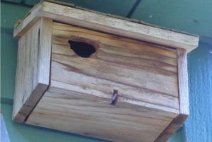 A swallow house with a gnawed-out entrance hole was used by Juncos!  (Photo by Melissa Sherwood)