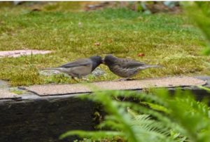 The now-famous nestbox Juncos successfully fledged young! (Photo/Melissa Sherwood)
