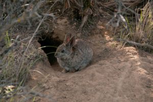 Pygmy Rabbit project, Nature Conservancy.  Photo/Hannah Letinich