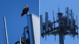 This Osprey on the Key Peninsula likely did not succeed this year.