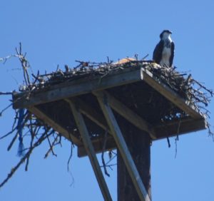 Ready to fledge on Victor mitigation tower,7-28-16