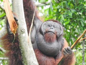 Orangutan as photographed by Jerry Broadus & Clarice Clark, Borneo 2016