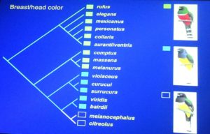 Molecular research found that it was the head/breast color, not the belly, that was species-related.