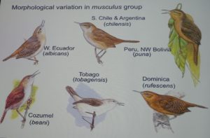 All the same species?  These and many more show major diversifications.