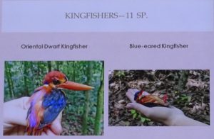 Banding kingfishers