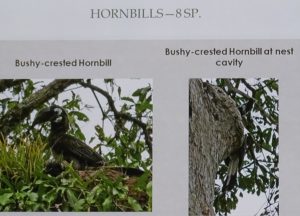 Eight species of Hornbills, now at risk