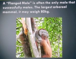 Borneo male Orangutan