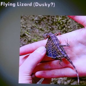 Flying Lizard