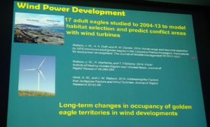 WDFW studies of Golden Eagles vs Wind Turbines