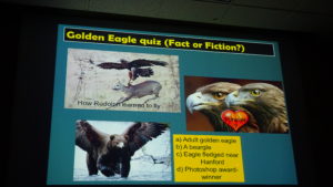 Golden Eagle Quiz - Fact or Fiction?