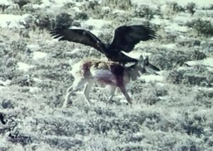 Golden Eagle attack on Pronghorn