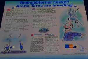 Arctic Tern warnings