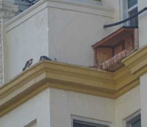 Peregrine family eating dinner