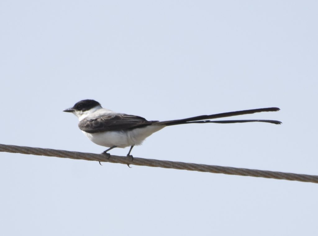 Success on the first stakeout, the long sticking Fork-tailed Flycatcher 