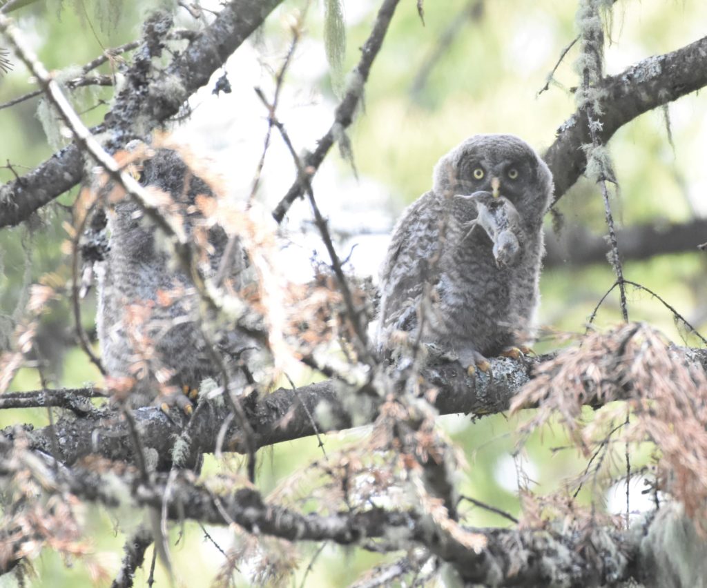 Two of the three GGOW young we saw, one with a vole brought in by an adult. 